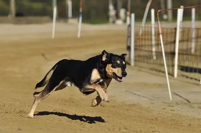 greyhound image