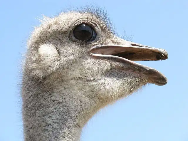 ostrich image