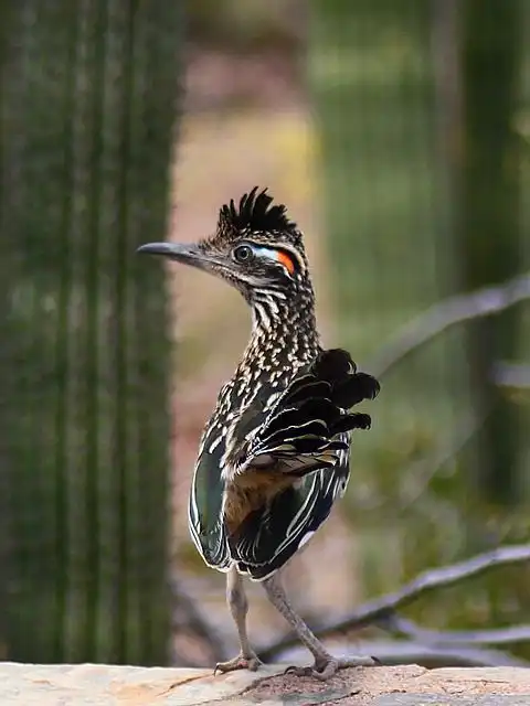 roadrunner image